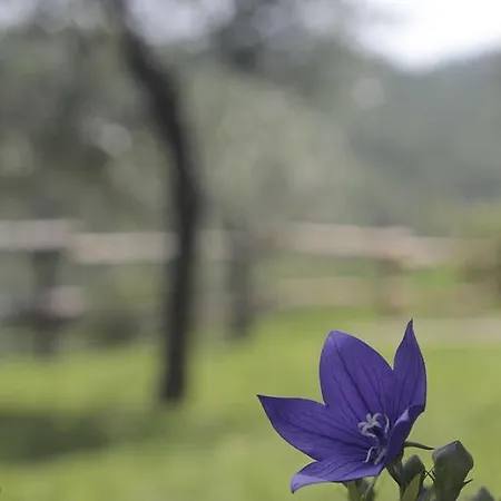 Anna Сasa de vacaciones Casella (Umbria)