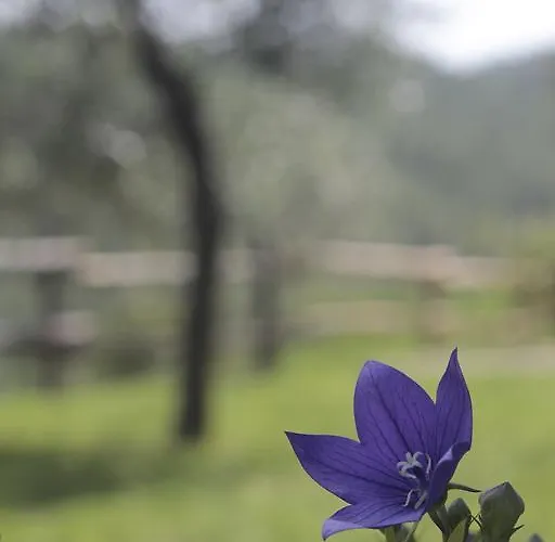 Anna 펜션 카셀라